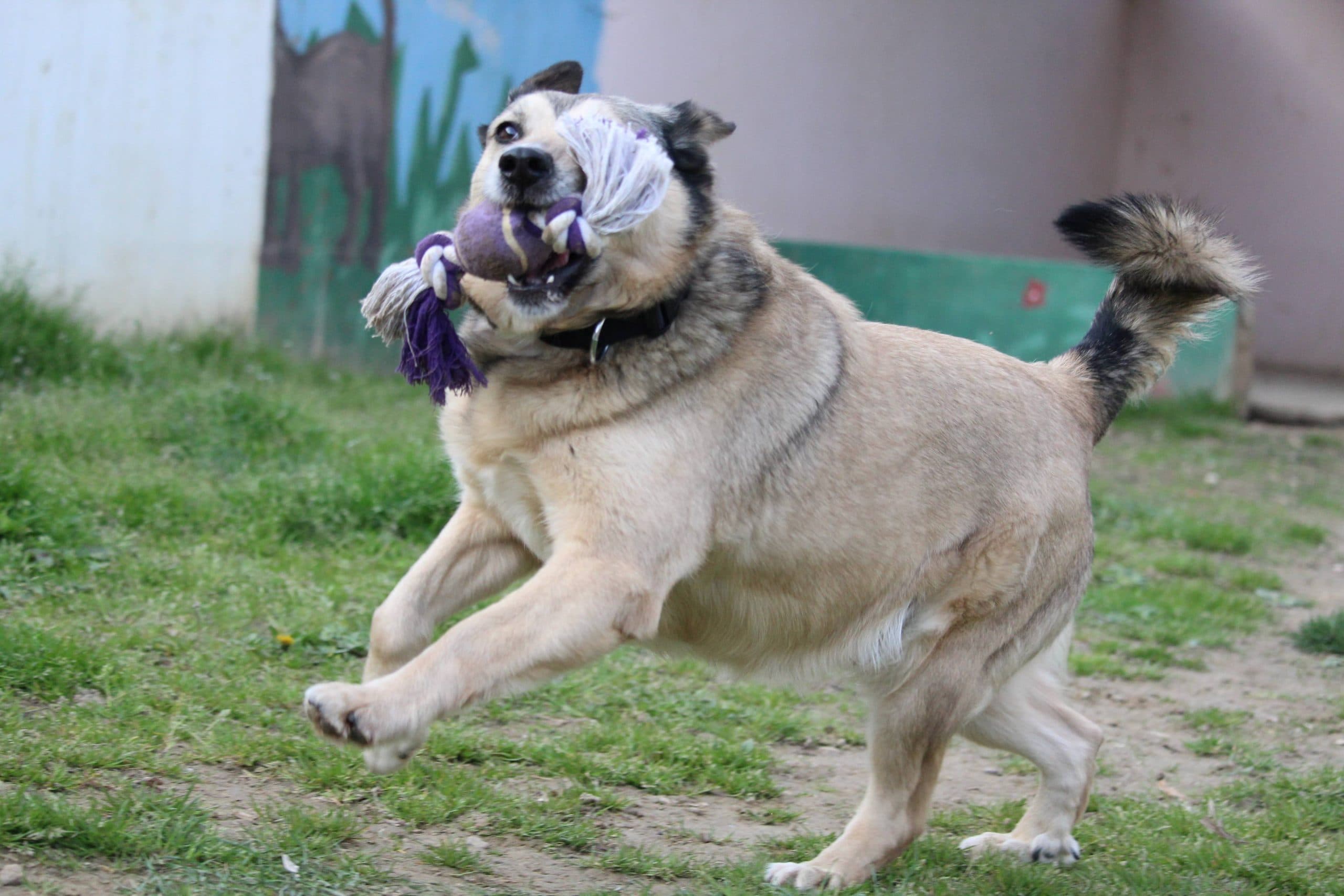 Murfy - Rhodesian Ridgeback - Bild 10