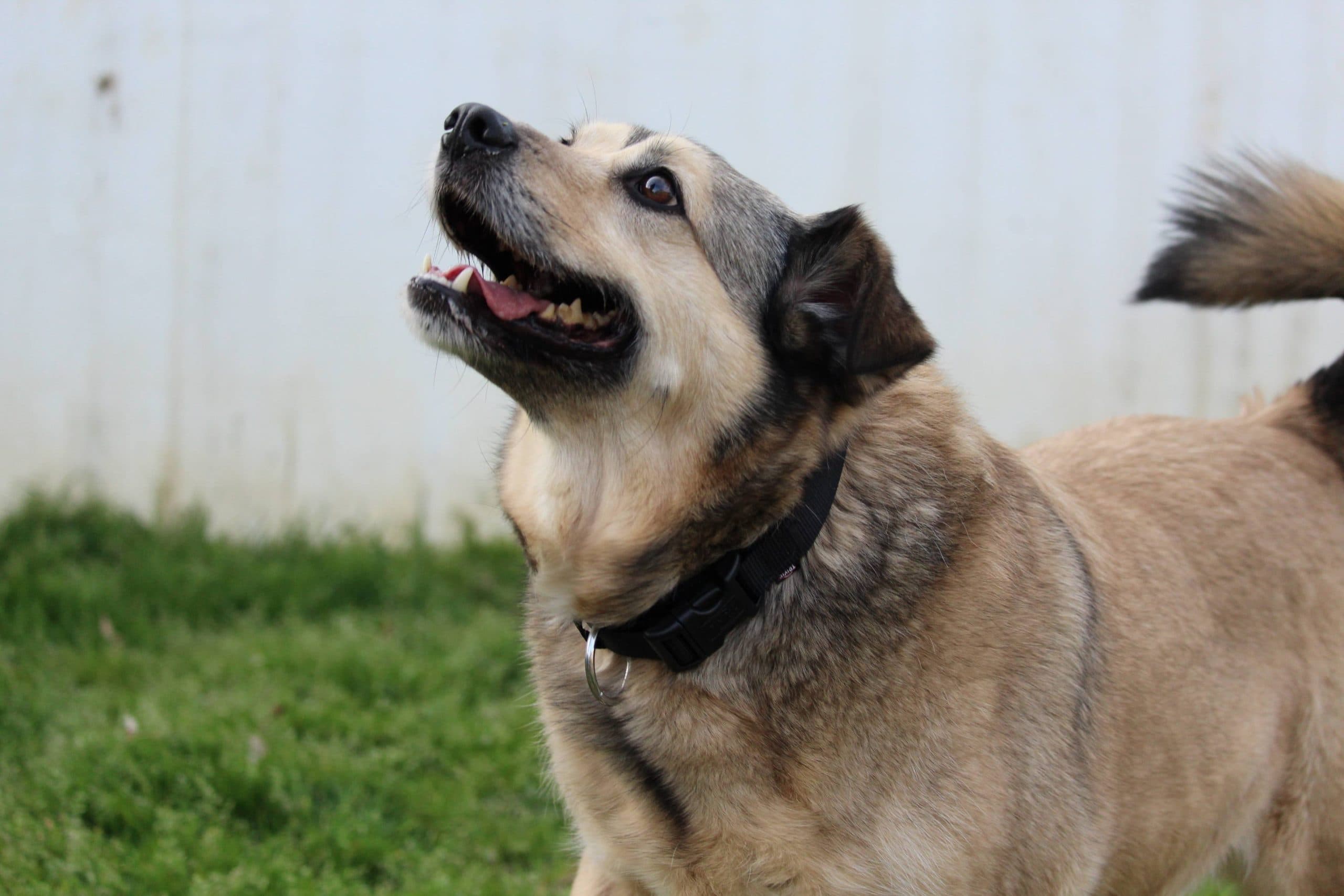 Murfy - Rhodesian Ridgeback - Bild 7