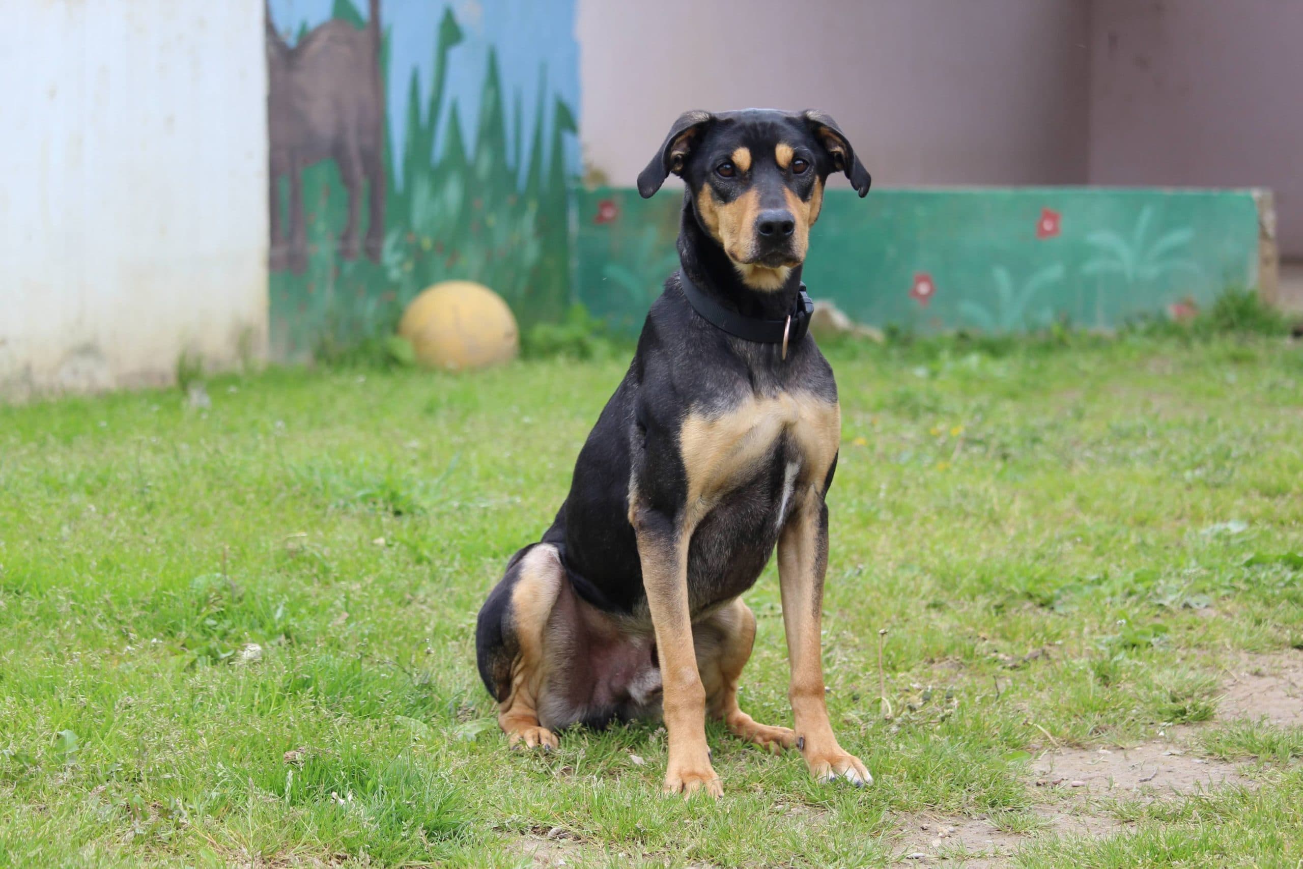 Patusco - Deutsche Dogge - Bild 3