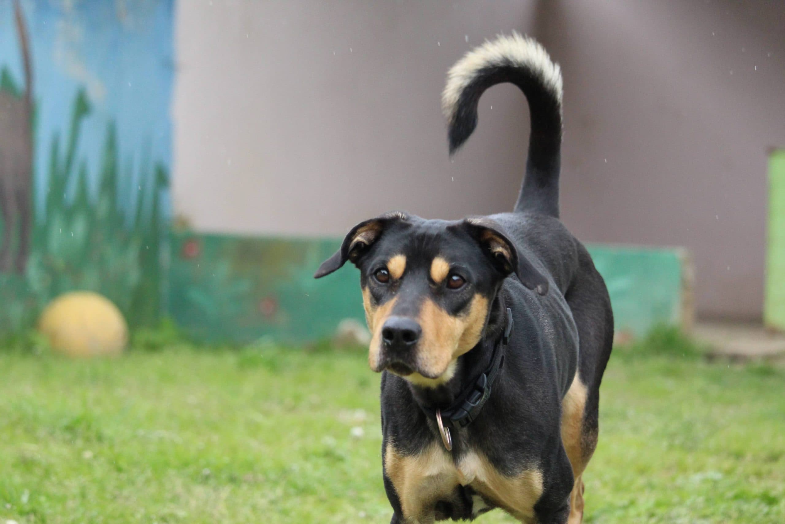 Patusco - Deutsche Dogge - Bild 2