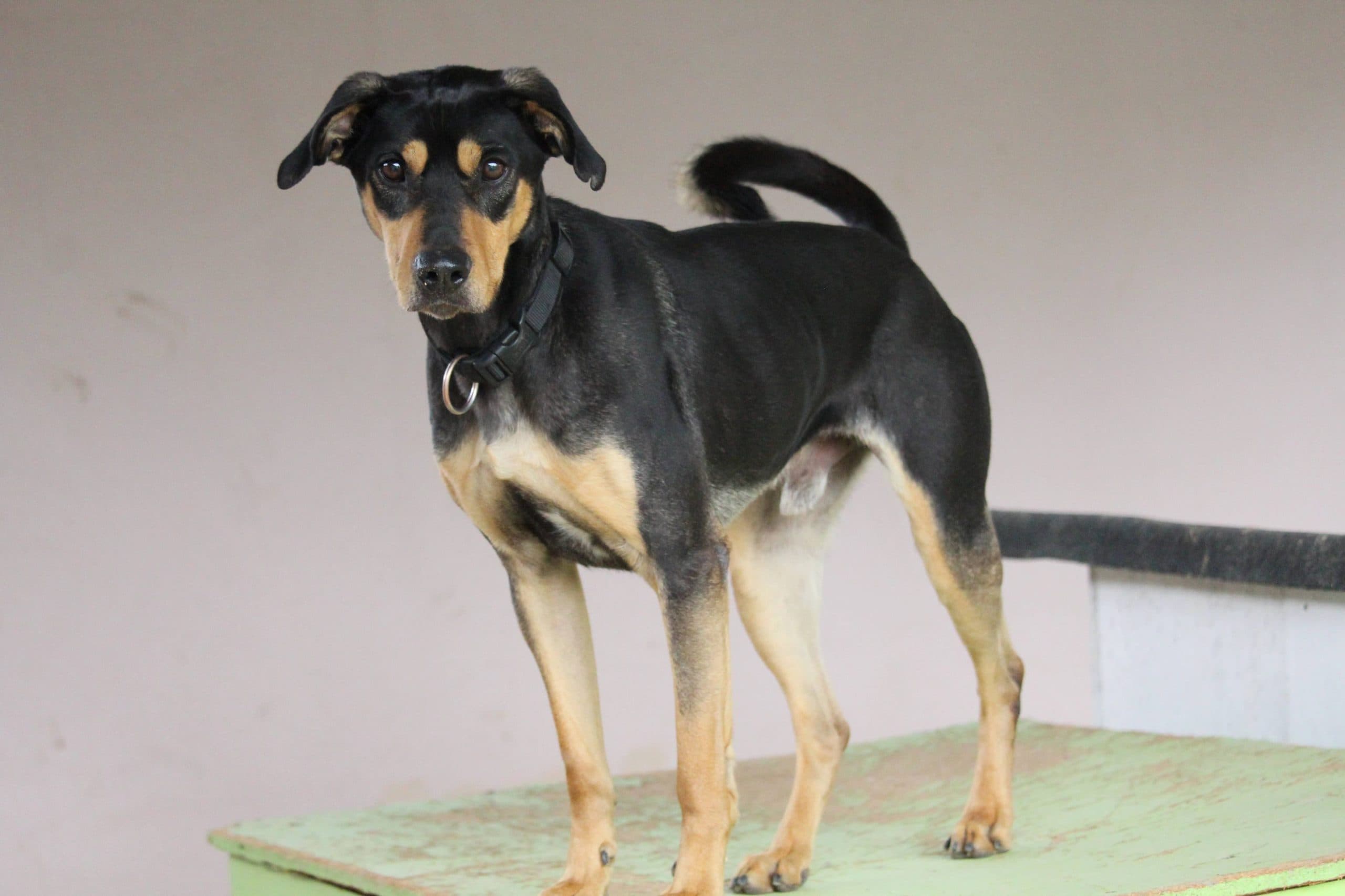 Patusco - Deutsche Dogge - Bild 4