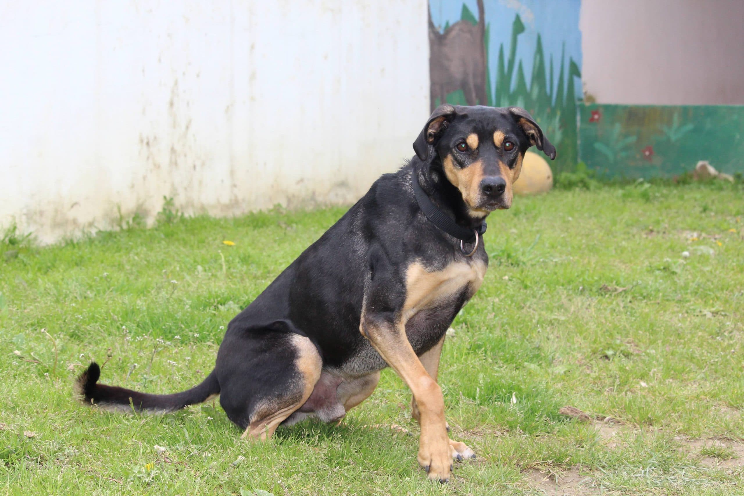 Patusco - Deutsche Dogge - Bild 5