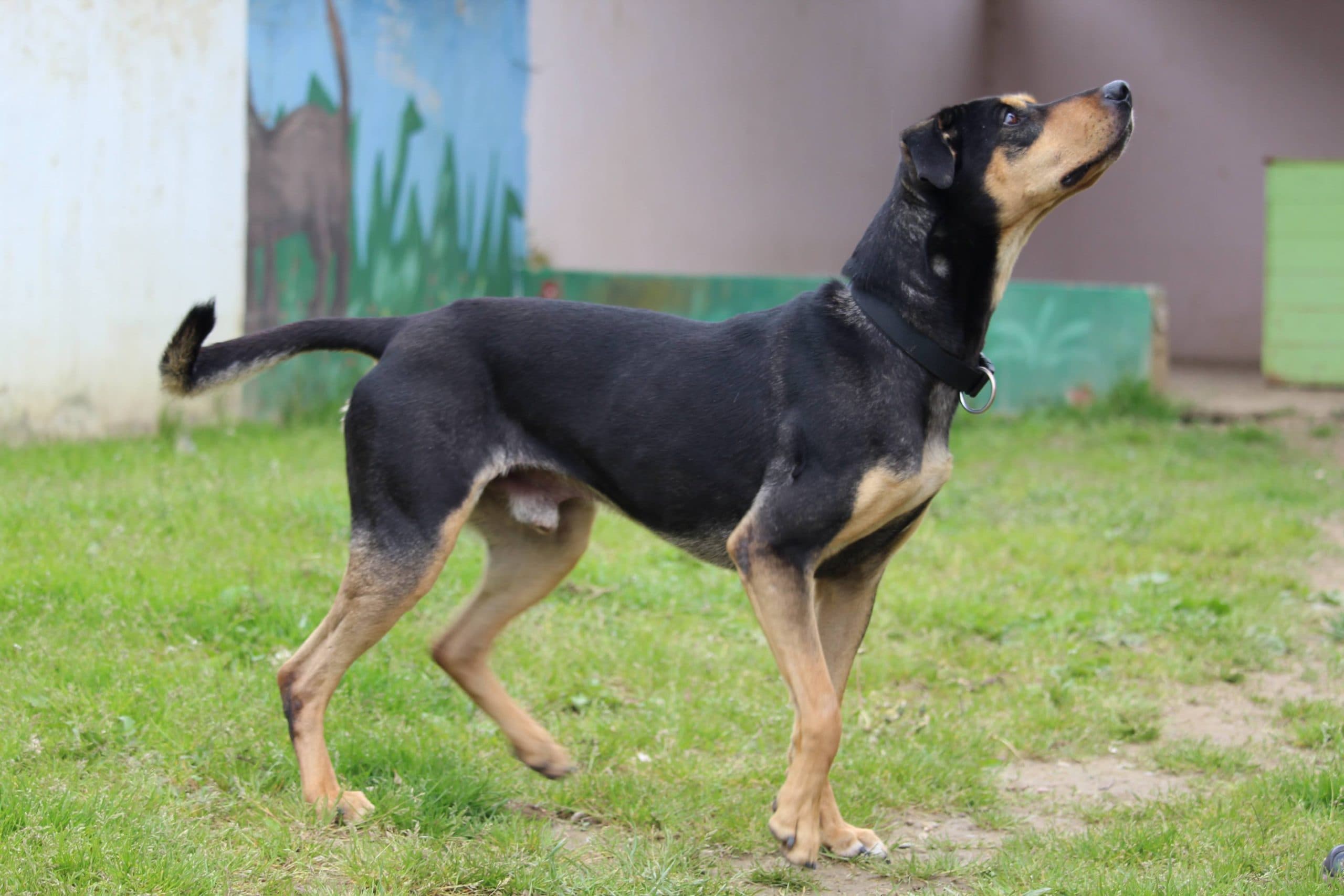 Patusco - Deutsche Dogge - Bild 7