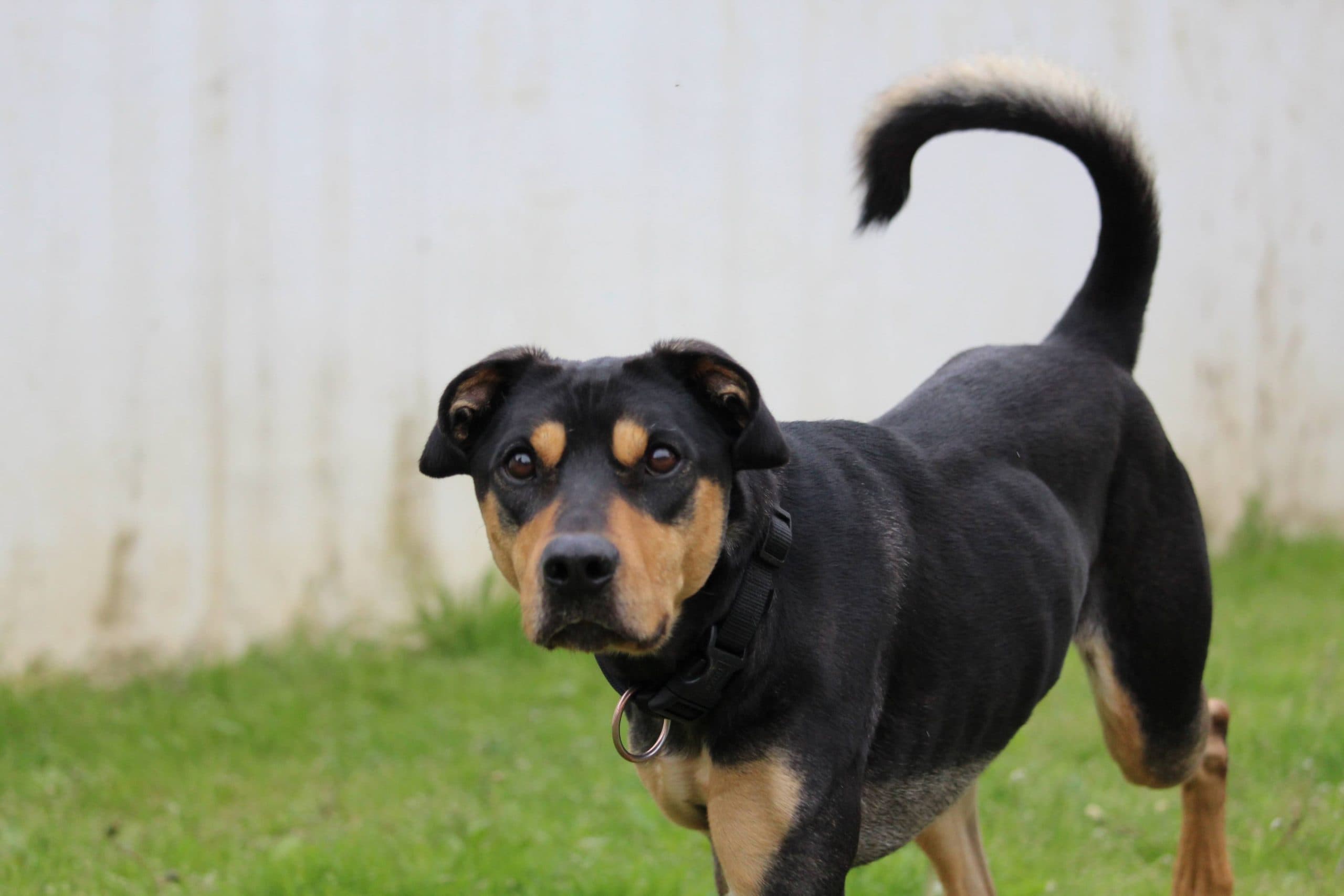 Patusco - Deutsche Dogge - Bild 6