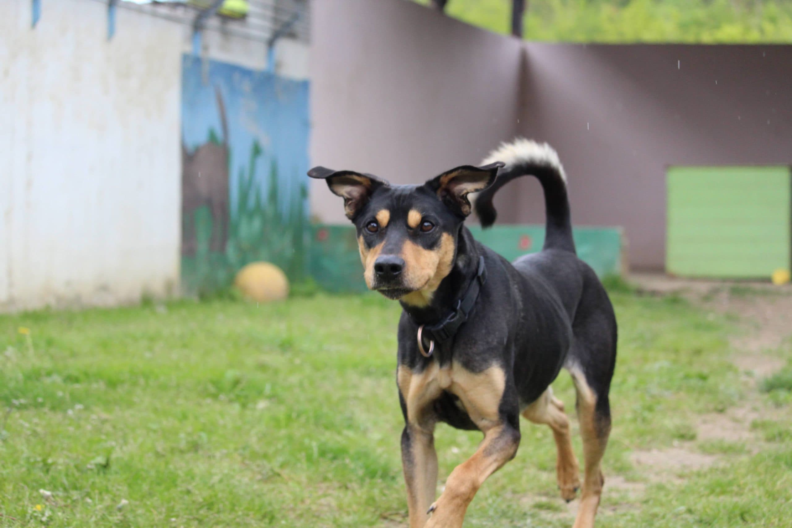 Patusco - Deutsche Dogge - Bild 8