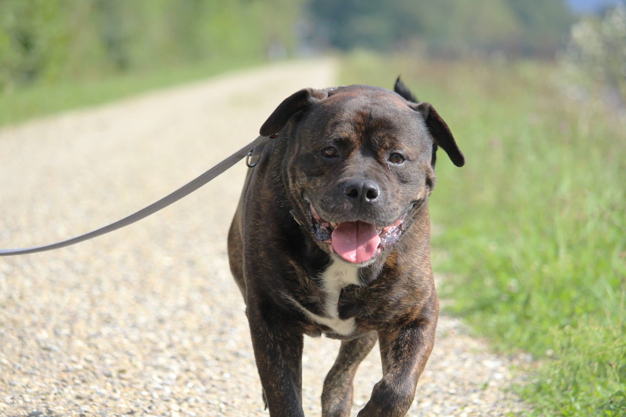 Jakomo - Deutsche Dogge - Bild 2