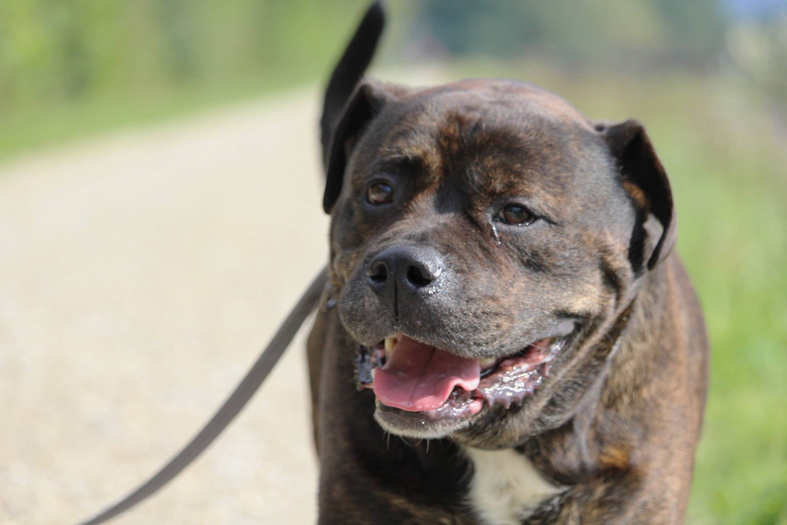 Jakomo - Deutsche Dogge - Bild 6