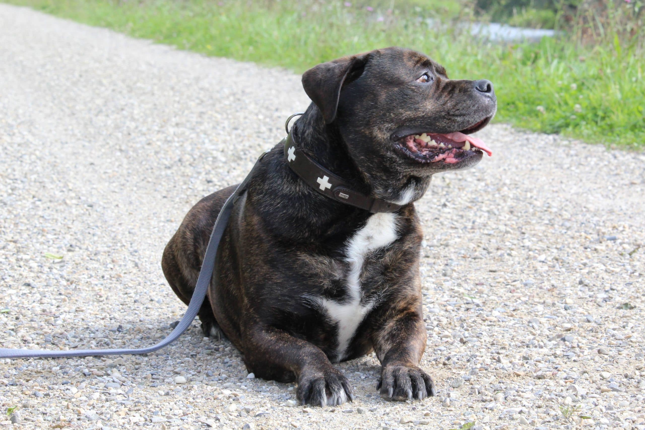 Jakomo - Deutsche Dogge - Bild 5