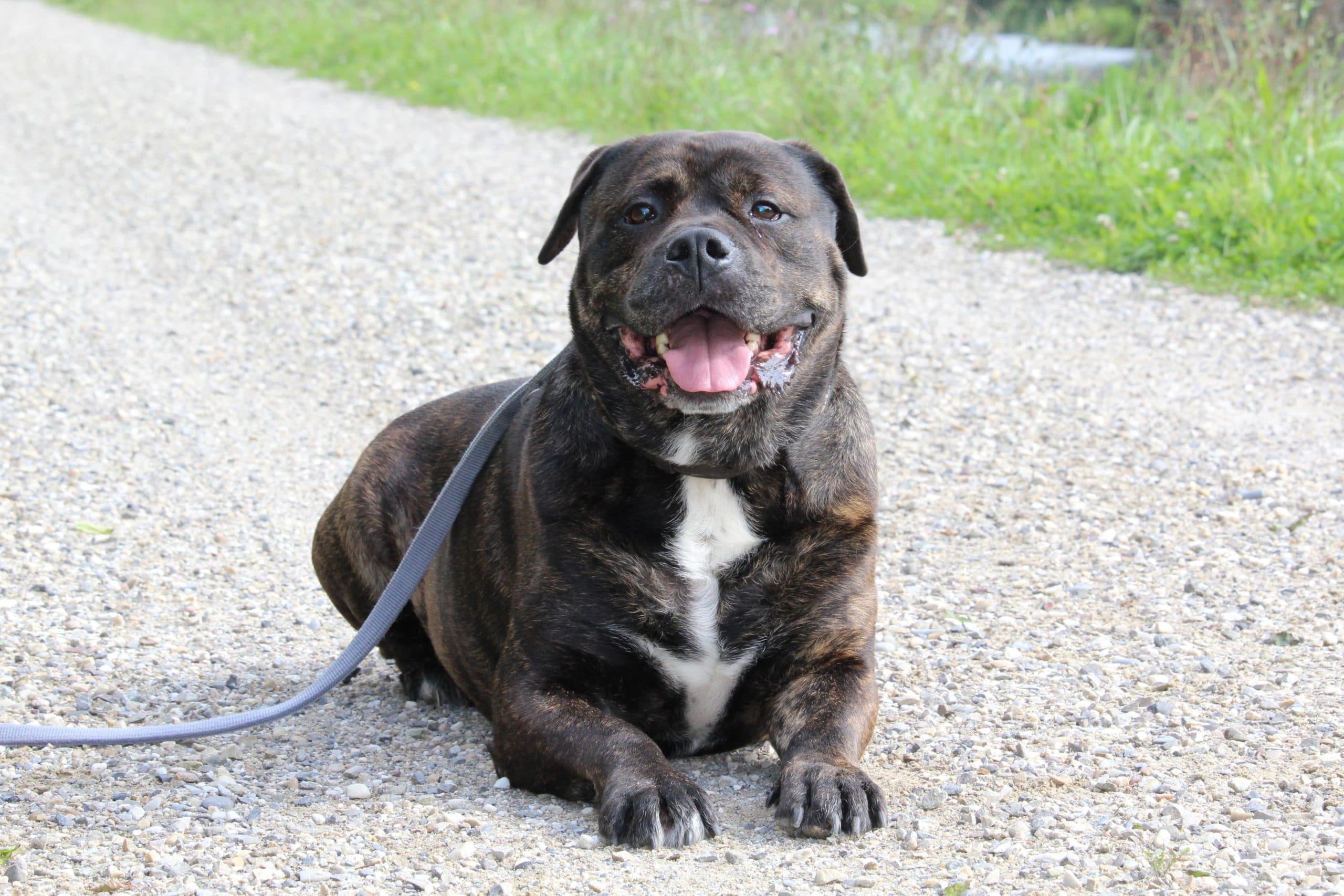 Jakomo - Deutsche Dogge - Bild 3