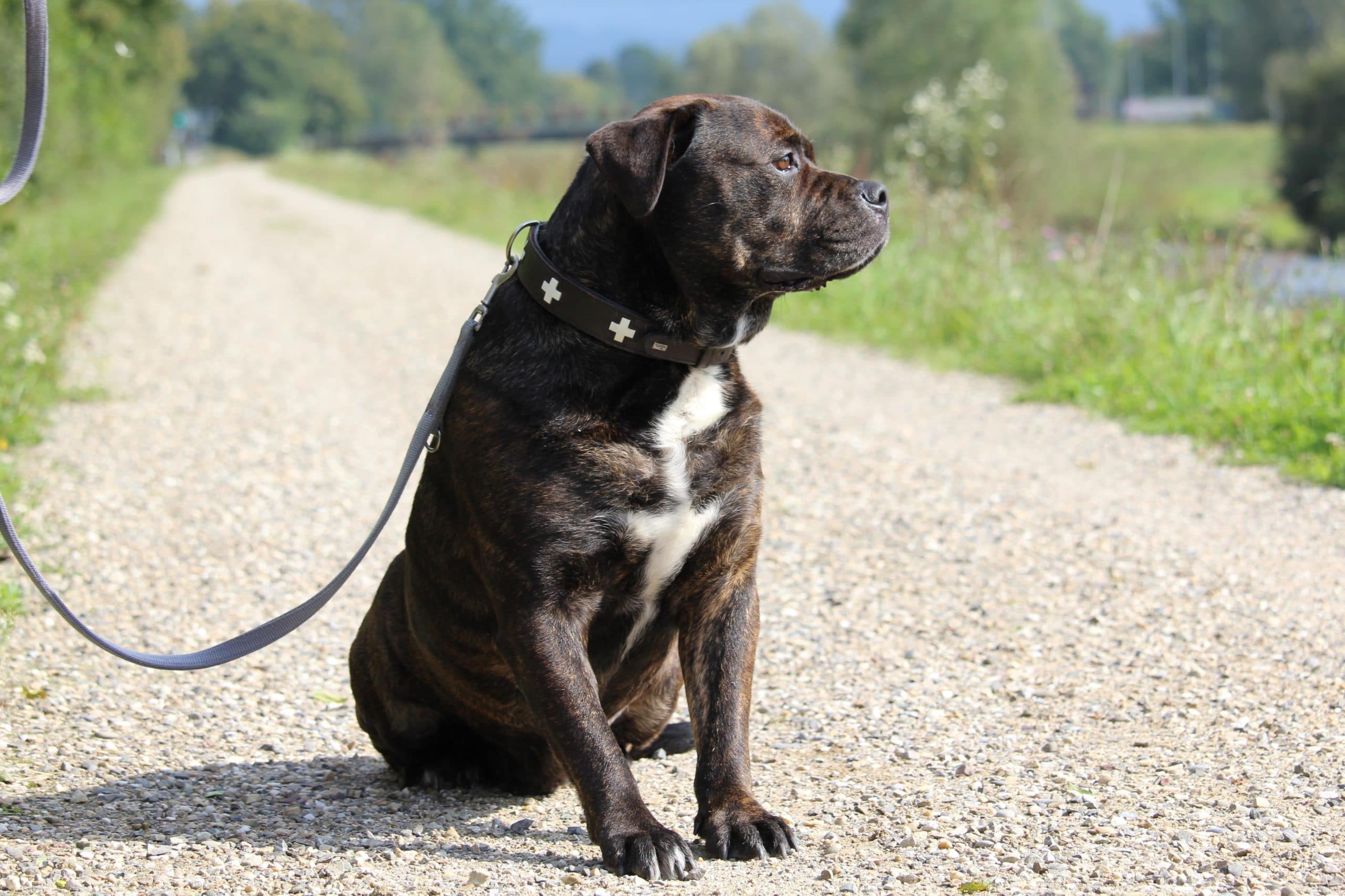 Jakomo - Deutsche Dogge - Bild 4