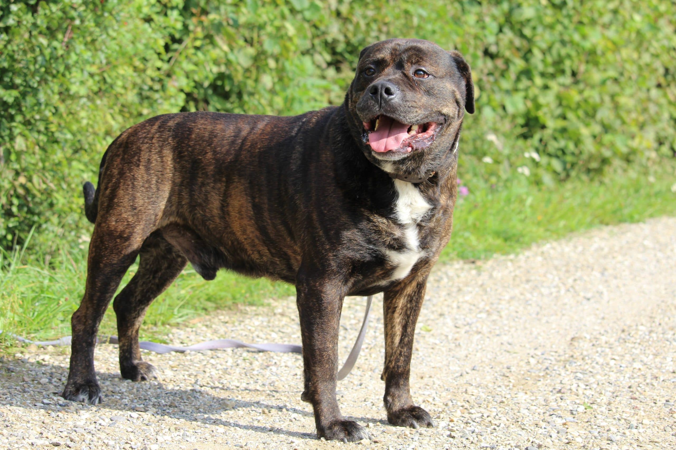 Jakomo - Deutsche Dogge - Bild 7