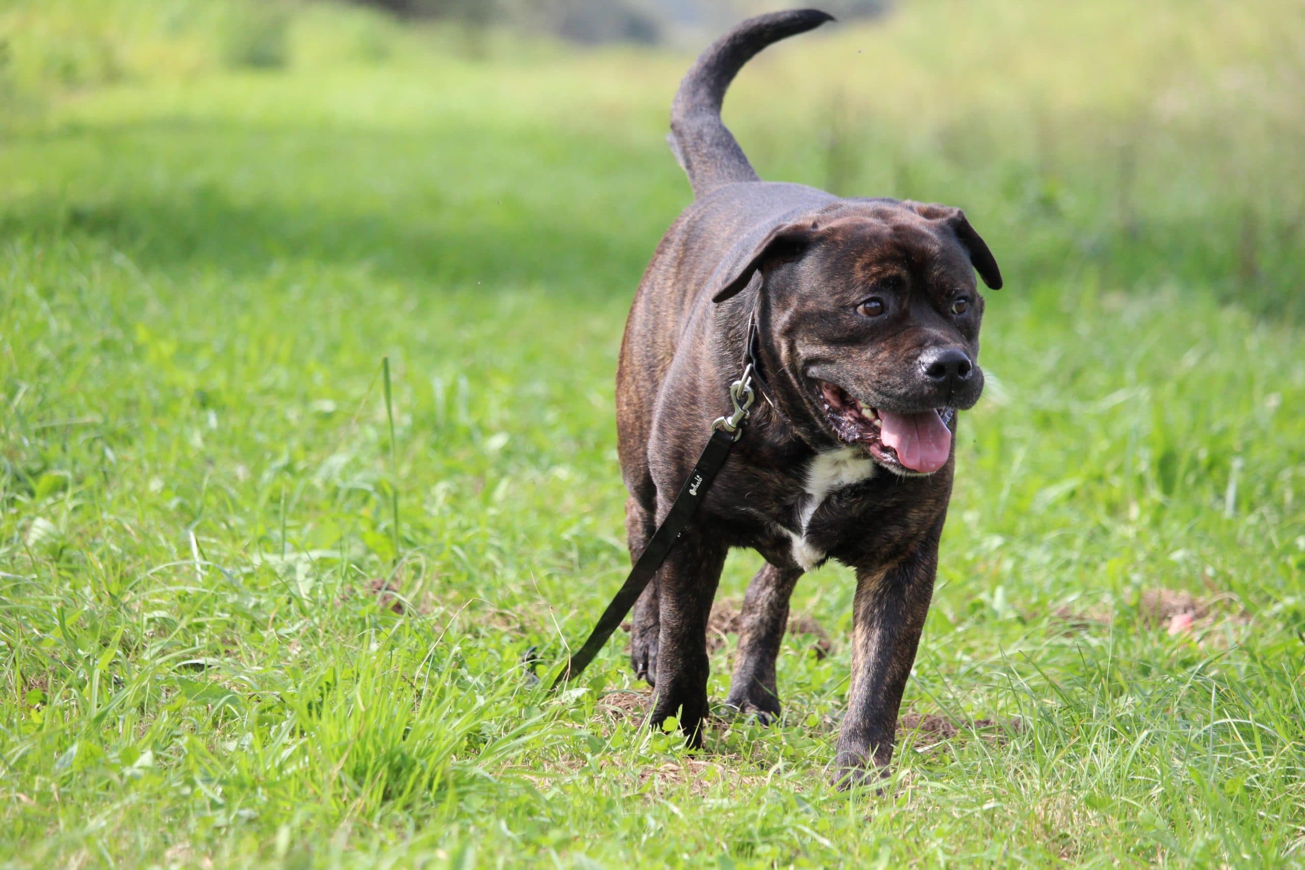 Jakomo - Deutsche Dogge - Bild 8