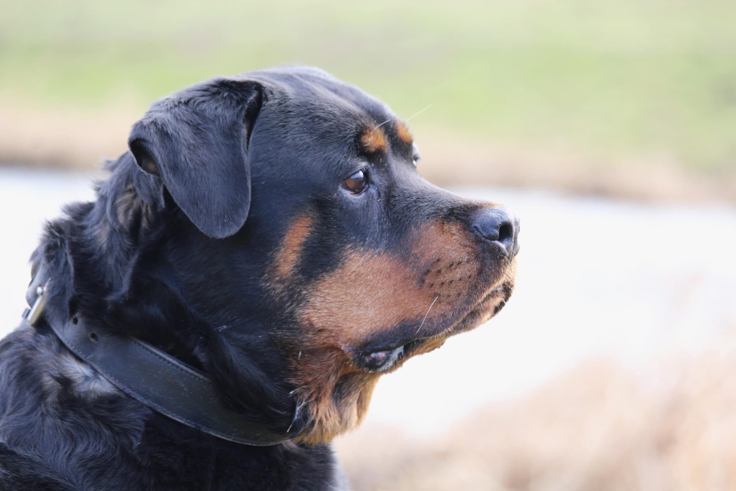 Maya - Rottweiler - Bild 10