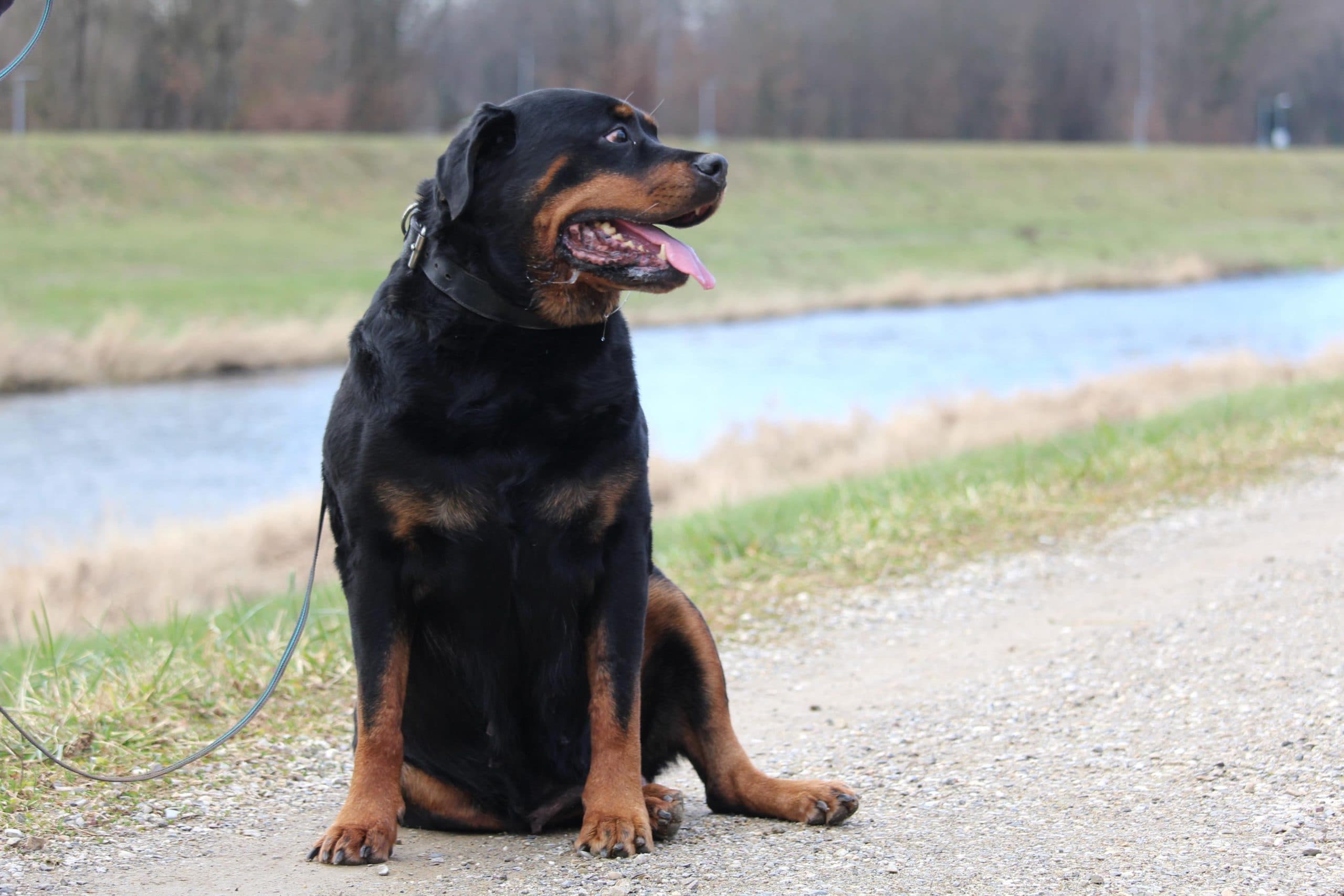 Maya - Rottweiler - Bild 7