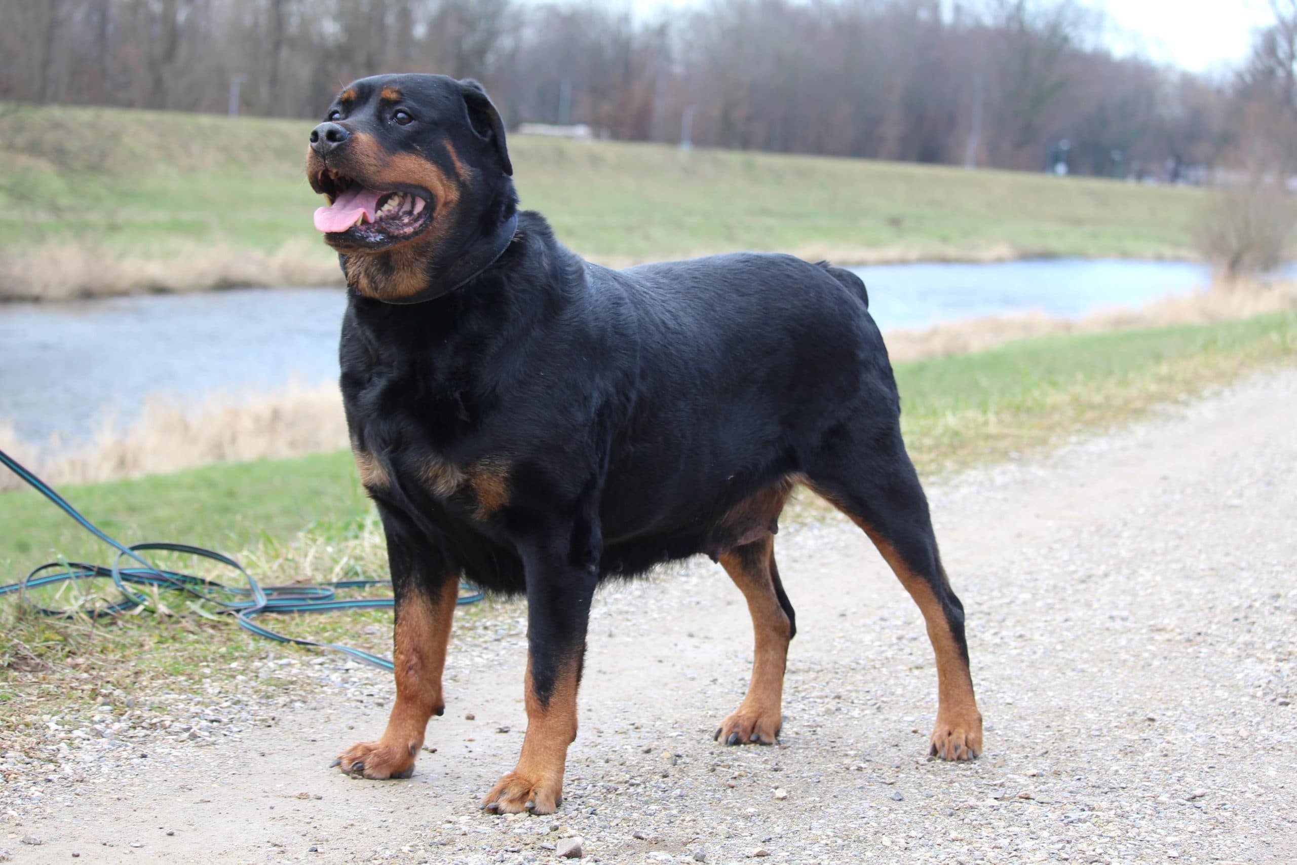 Maya - Rottweiler - Bild 3