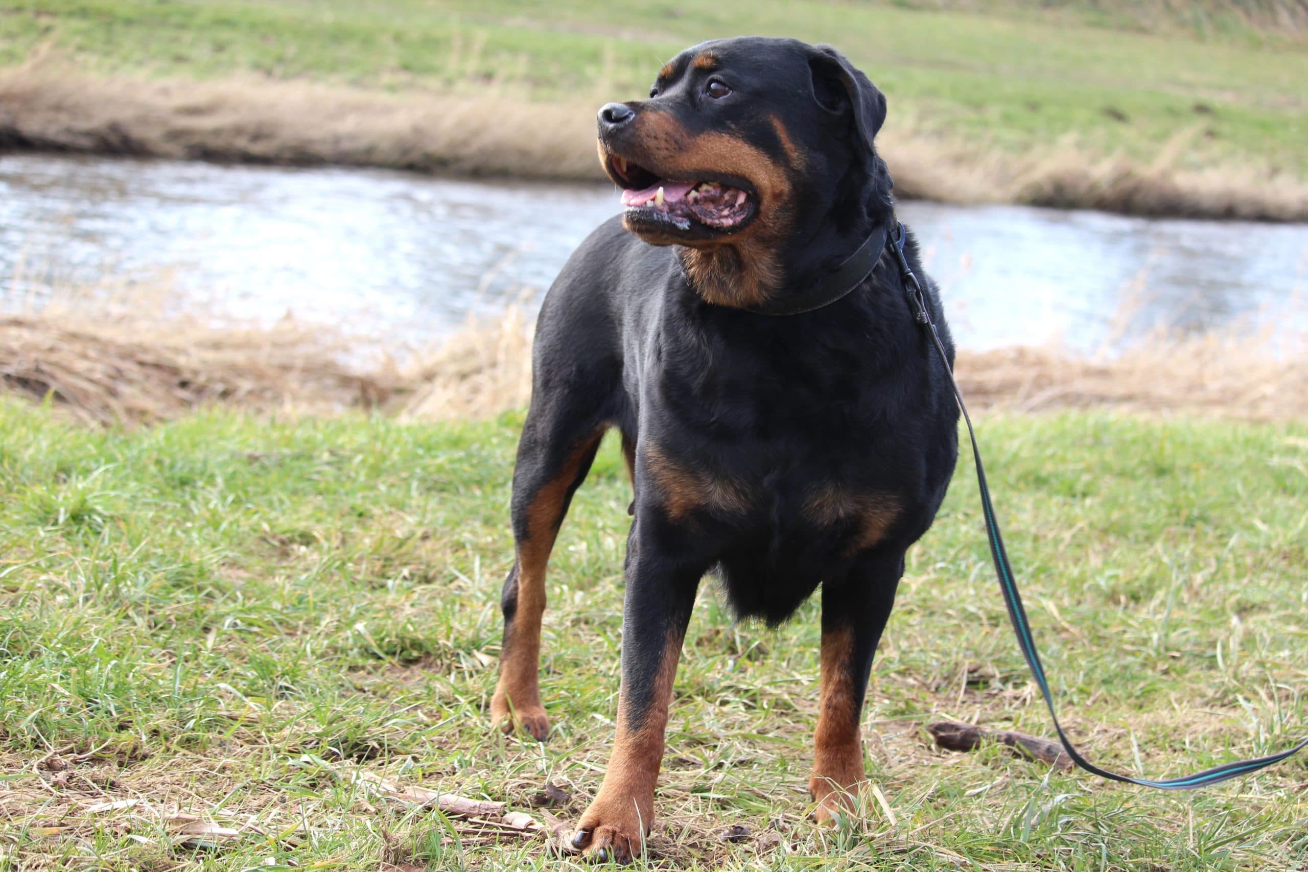 Maya - Rottweiler - Bild 2