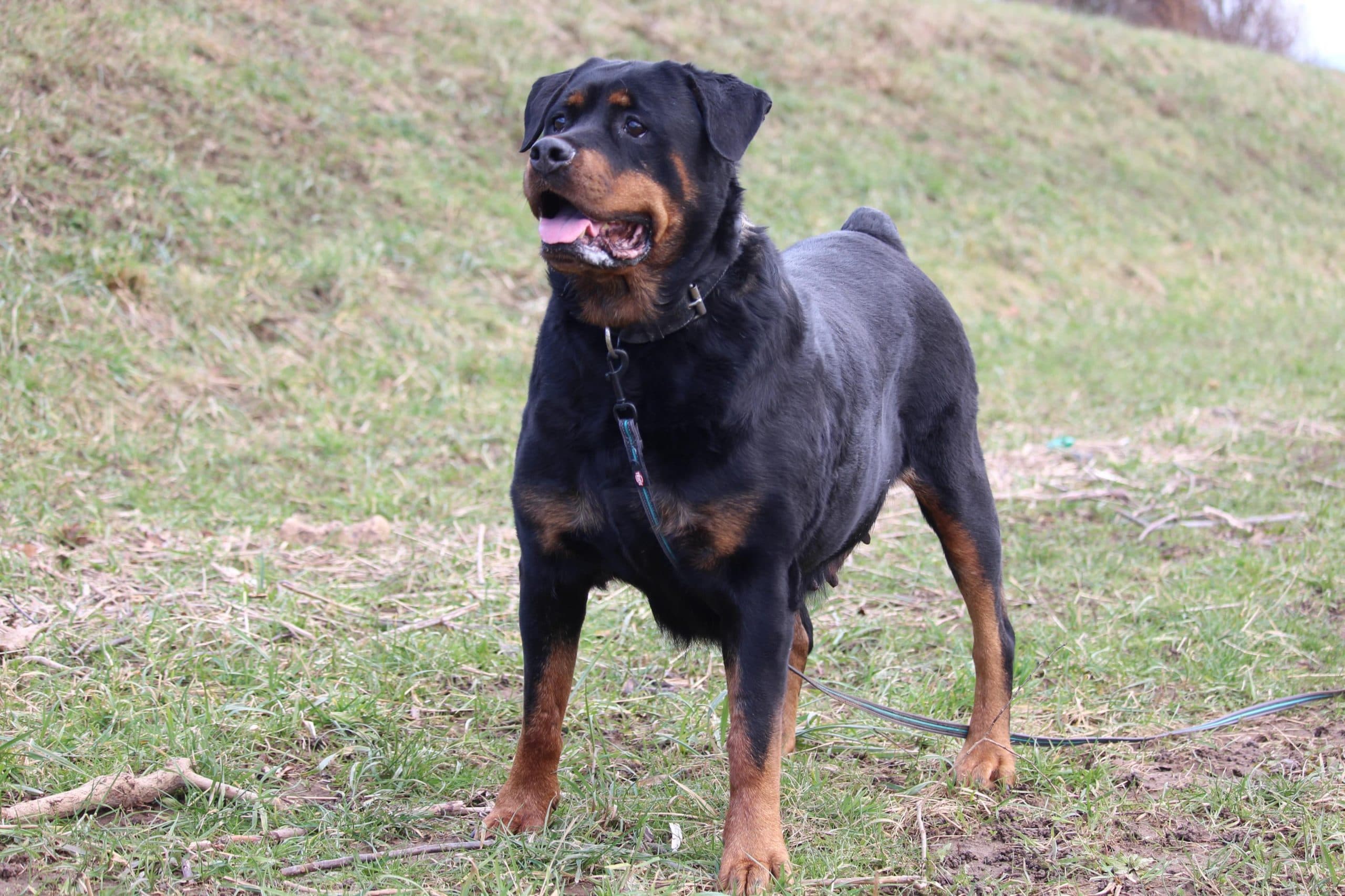Maya - Rottweiler - Bild 4