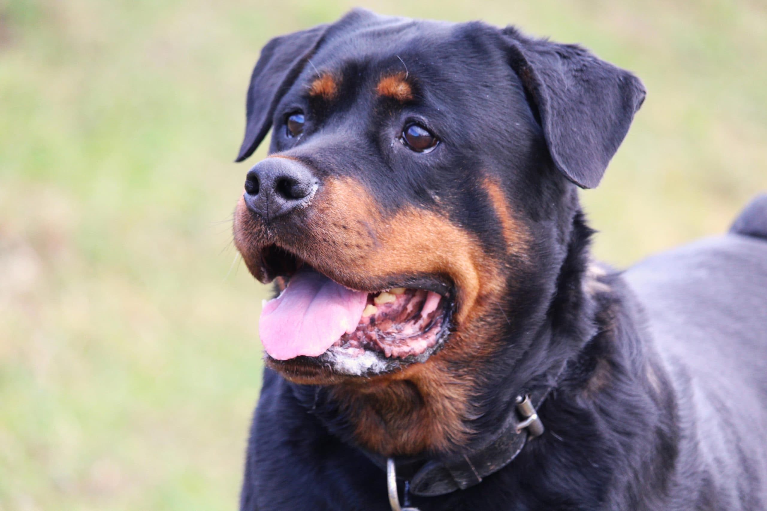 Maya - Rottweiler - Bild 8