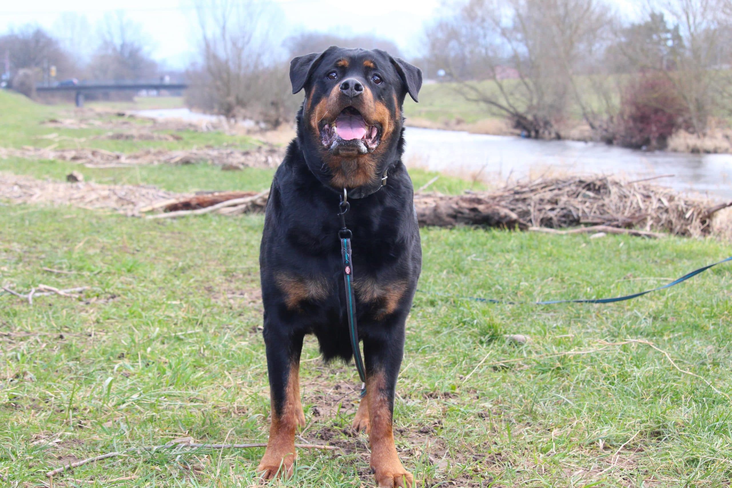 Maya - Rottweiler - Bild 6