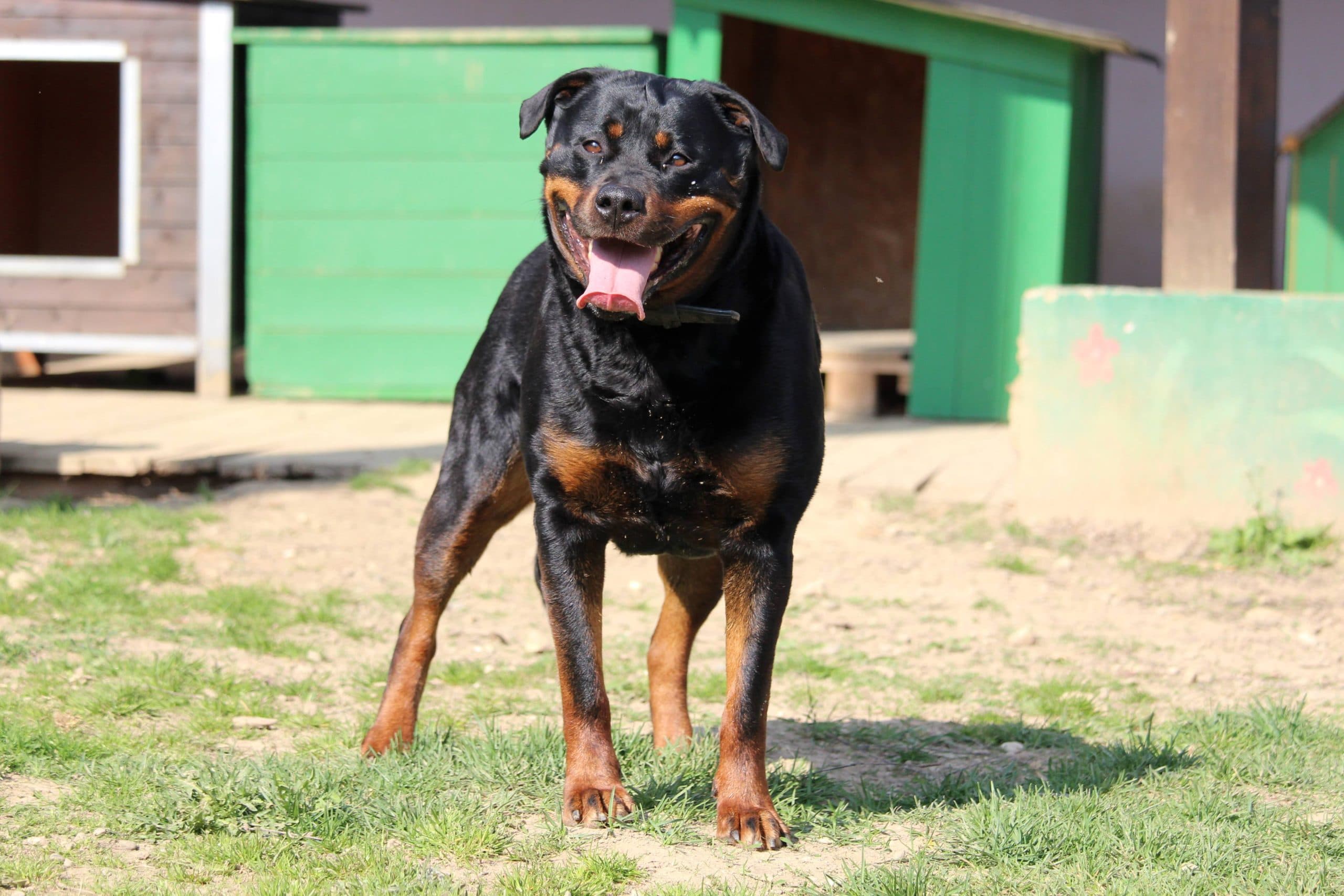 Sindy - Rottweiler - Bild 2