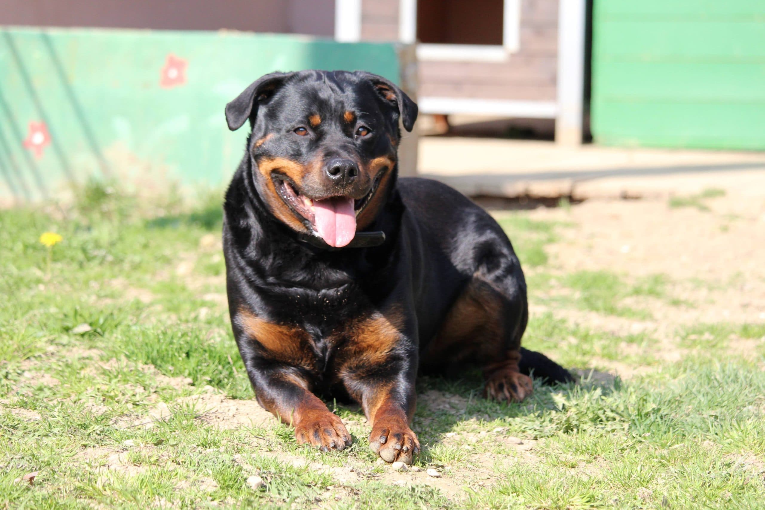 Sindy - Rottweiler - Bild 6
