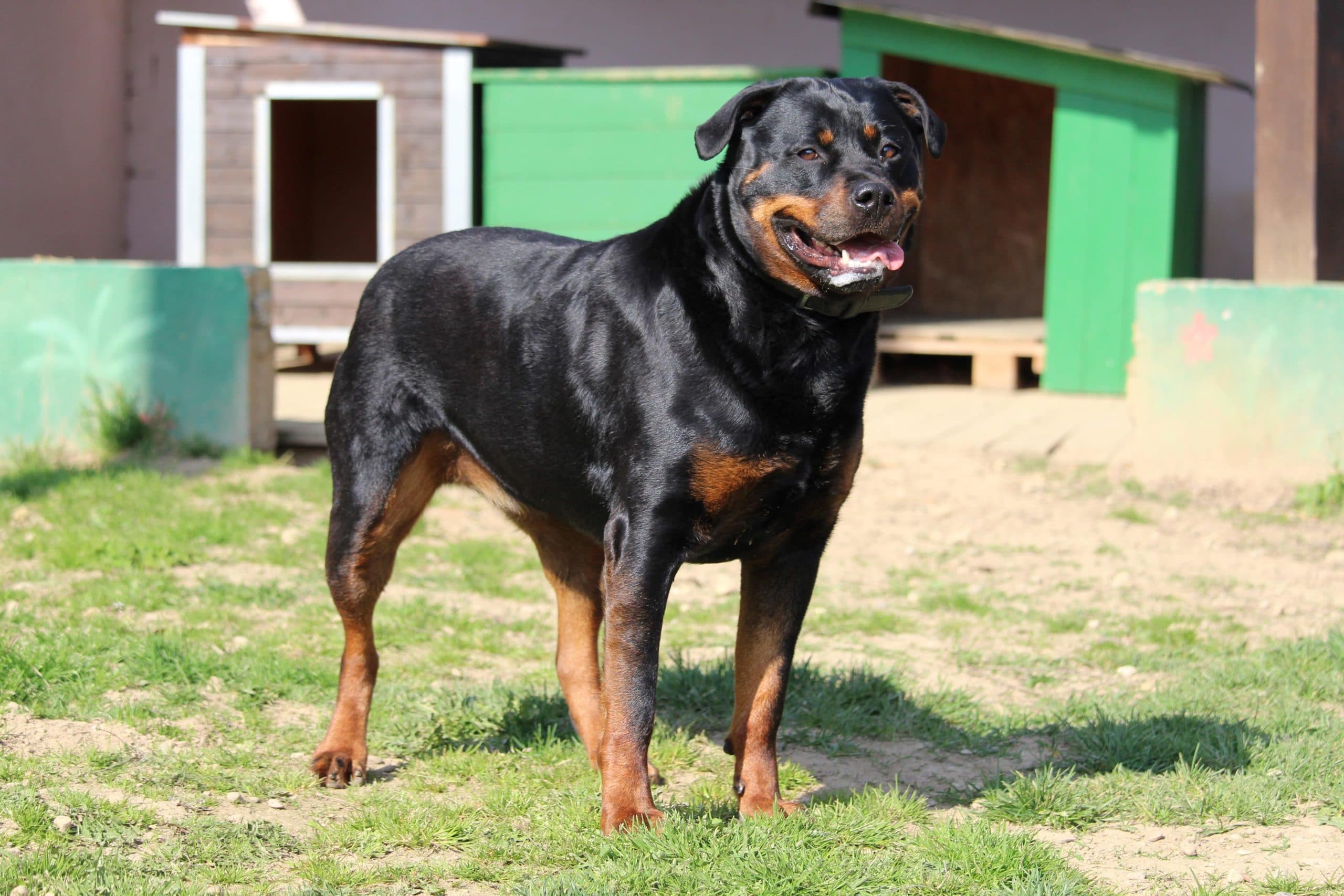 Sindy - Rottweiler - Bild 3