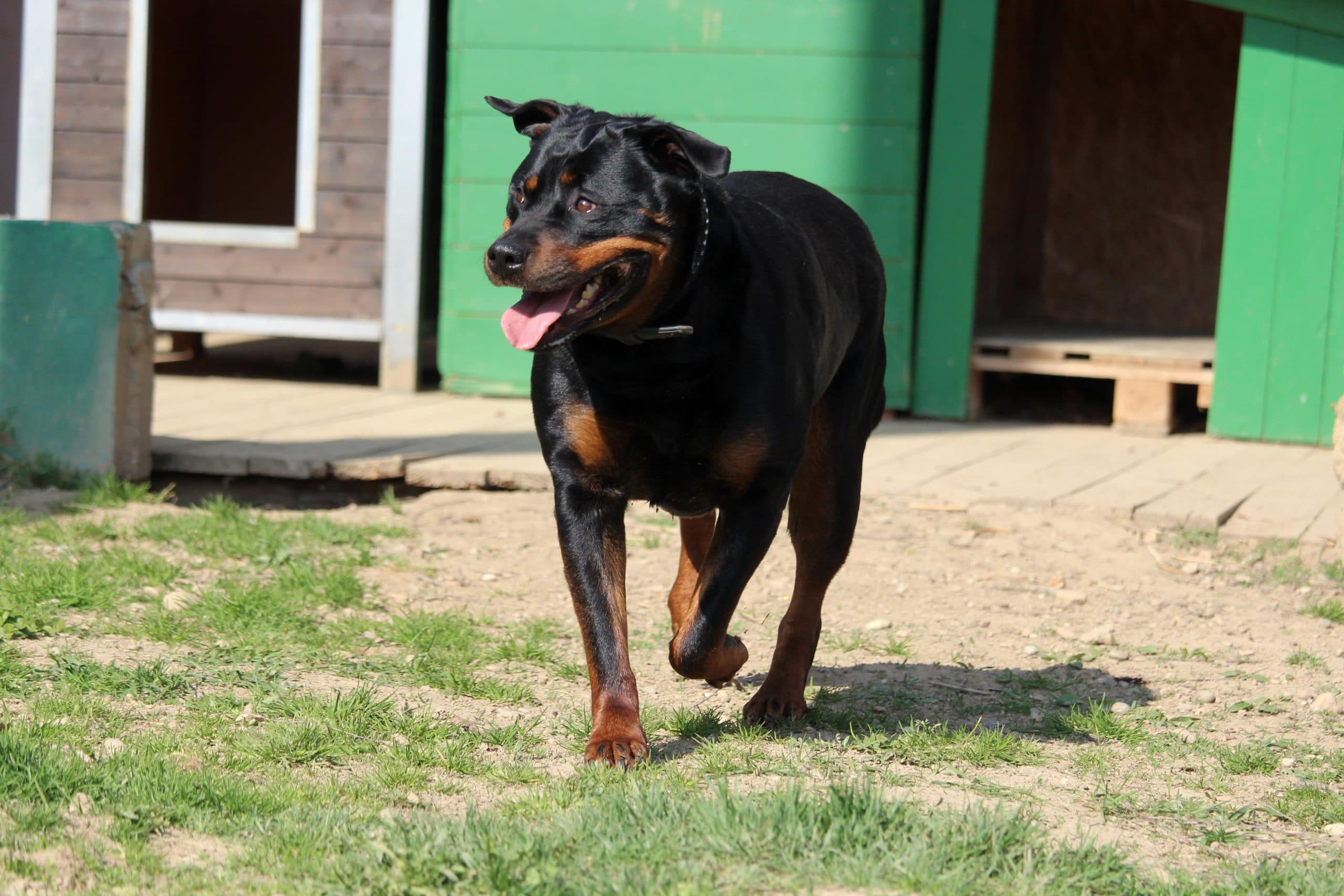 Sindy - Rottweiler - Bild 5