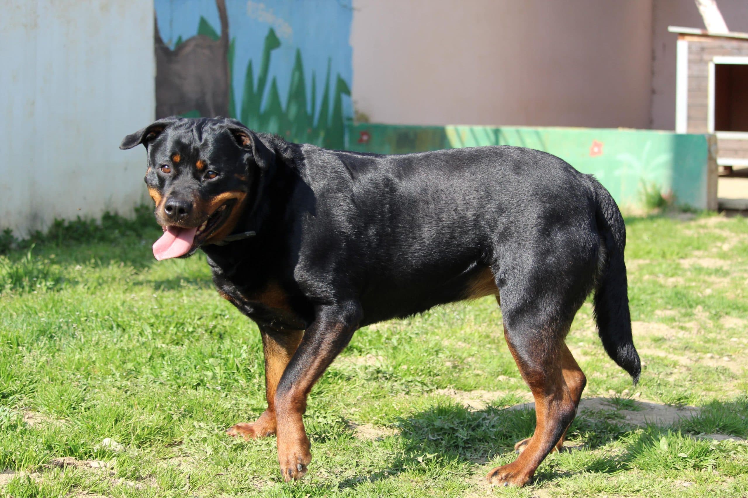 Sindy - Rottweiler - Bild 9