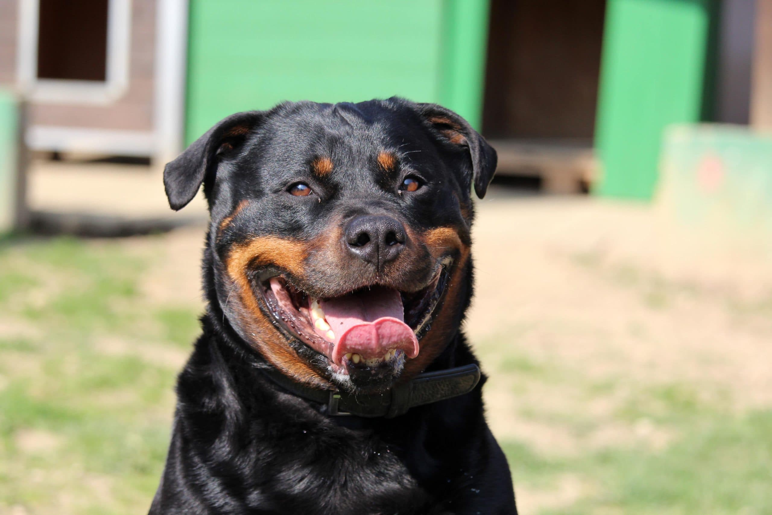 Sindy - Rottweiler - Bild 7