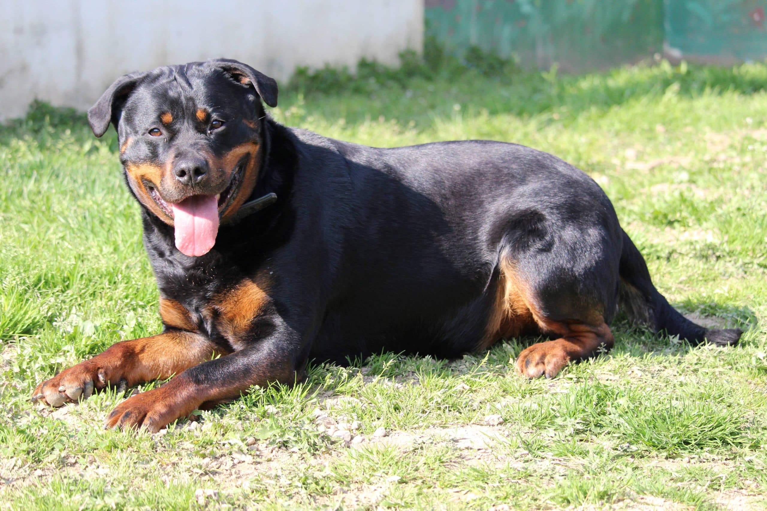 Sindy - Rottweiler - Bild 10