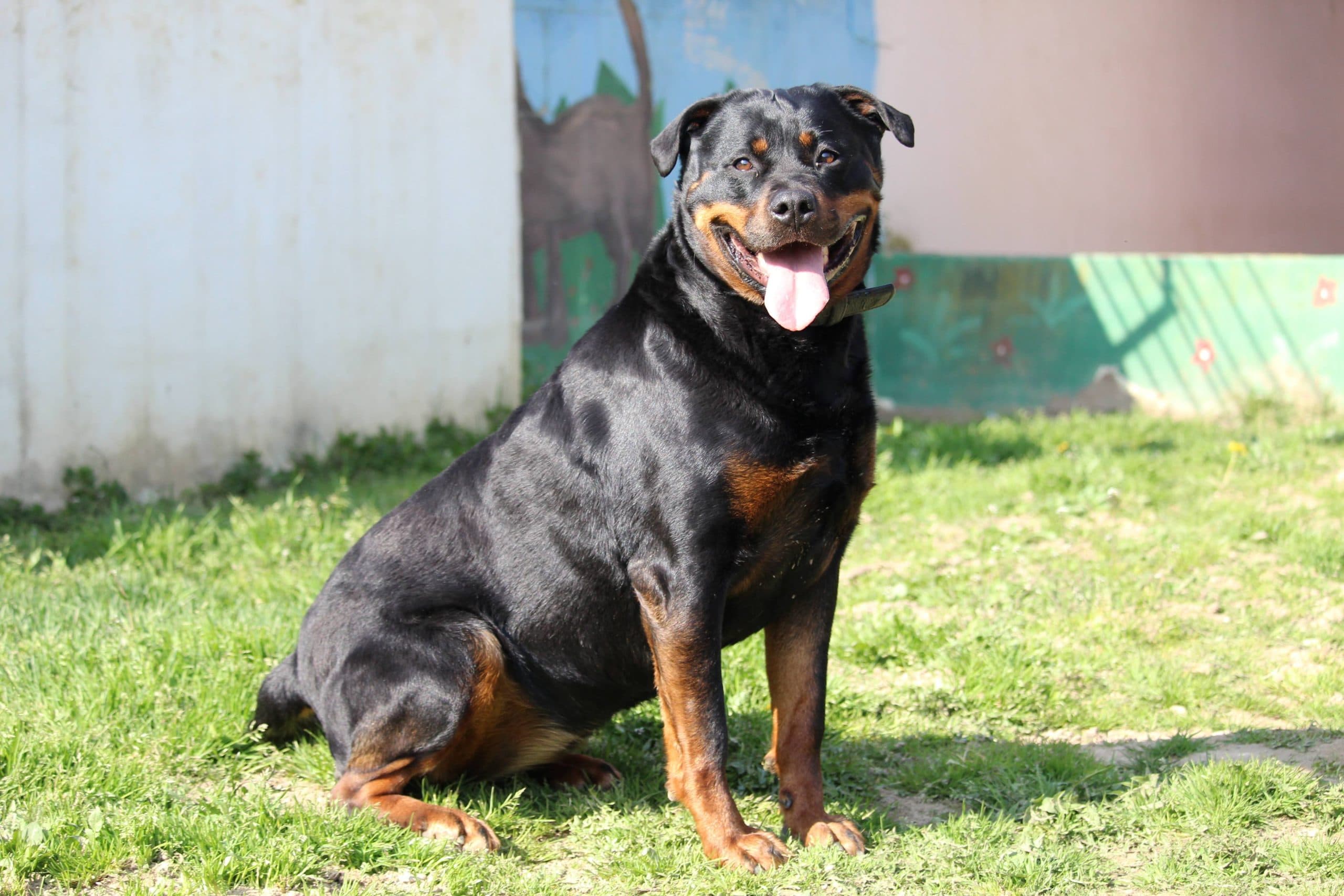 Sindy - Rottweiler - Bild 8