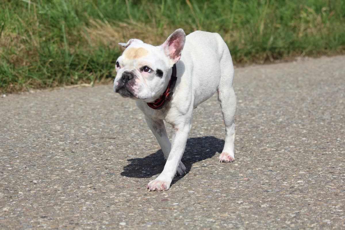 Dolly - Französische Bulldogge - Bild 7