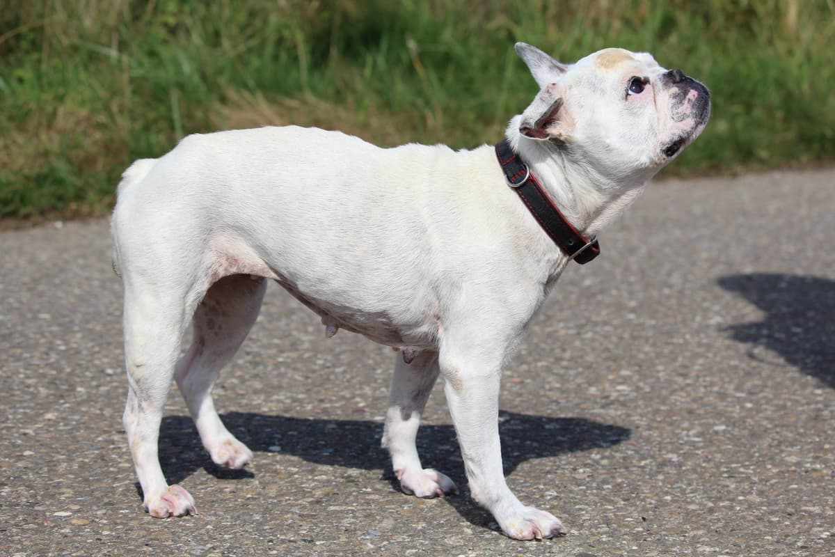 Dolly - Französische Bulldogge - Bild 8