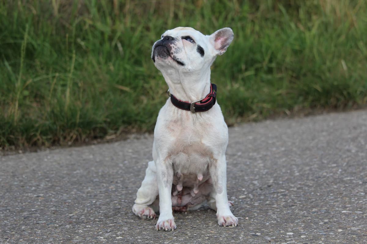 Dolly - Französische Bulldogge - Bild 3