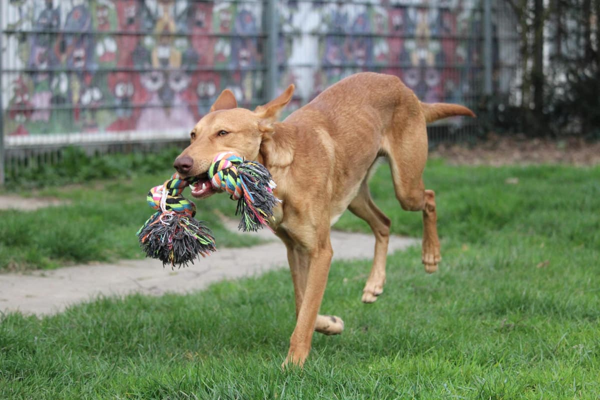 Baco - Podenco Canario - Bild 8