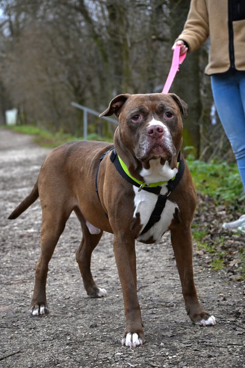 Gizmo - American Staffordshire Terrier - Bild 12