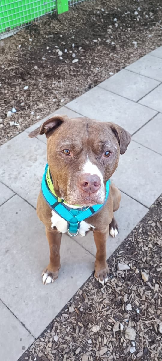 Gizmo - American Staffordshire Terrier - Bild 2