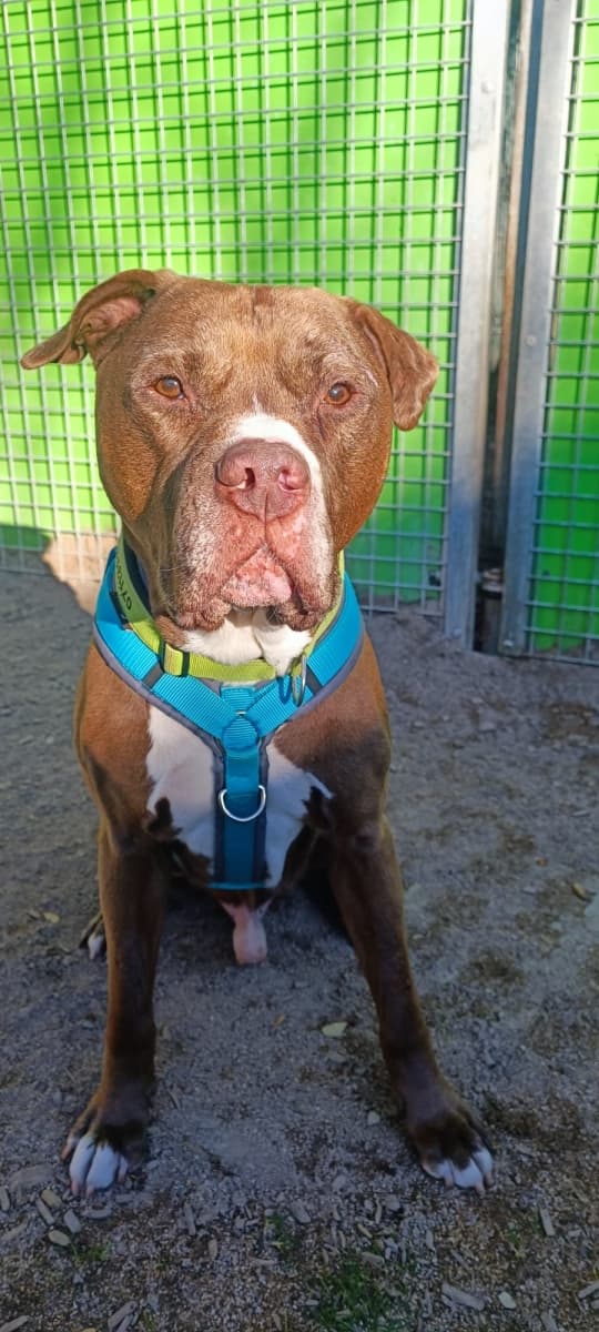 Gizmo - American Staffordshire Terrier - Bild 4