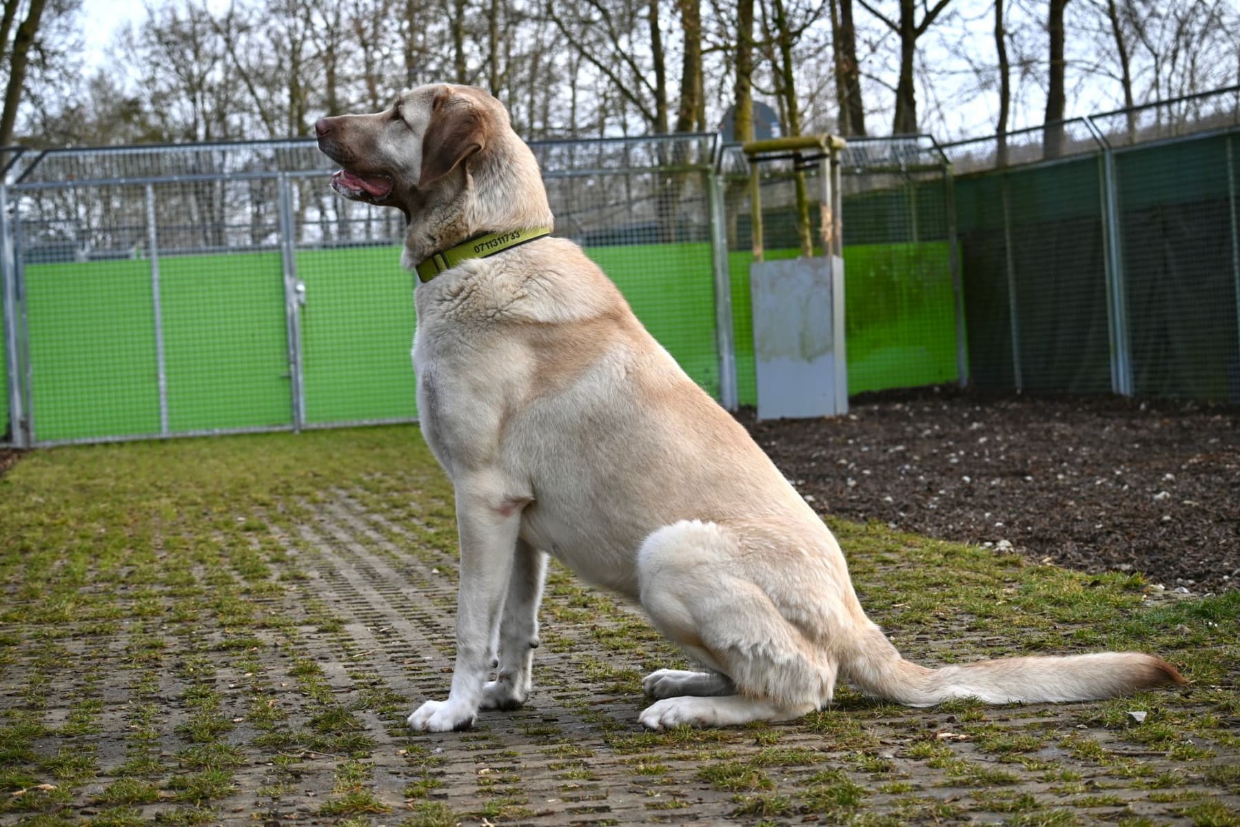 Trixie - Kangal-Hirtenhund - Bild 21