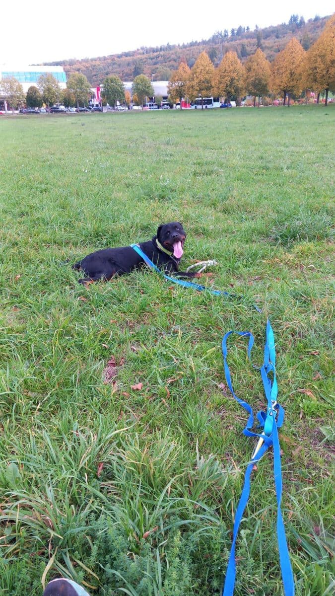 Henry - Rottweiler - Bild 11