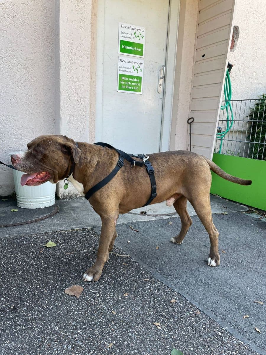 Gizmo - American Staffordshire Terrier - Bild 17