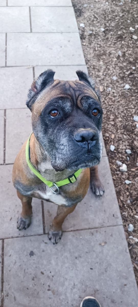 Cane Corso Italiano Raisa