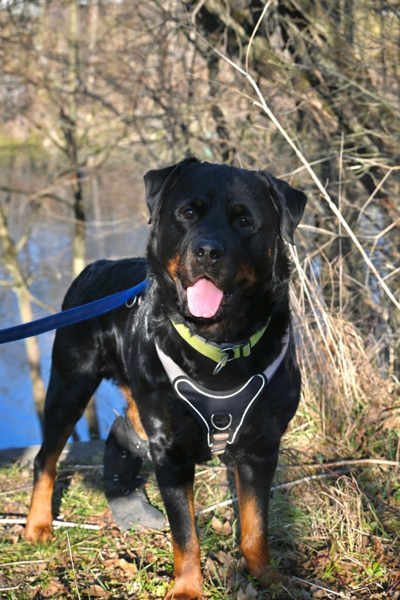 Rottweiler Henry