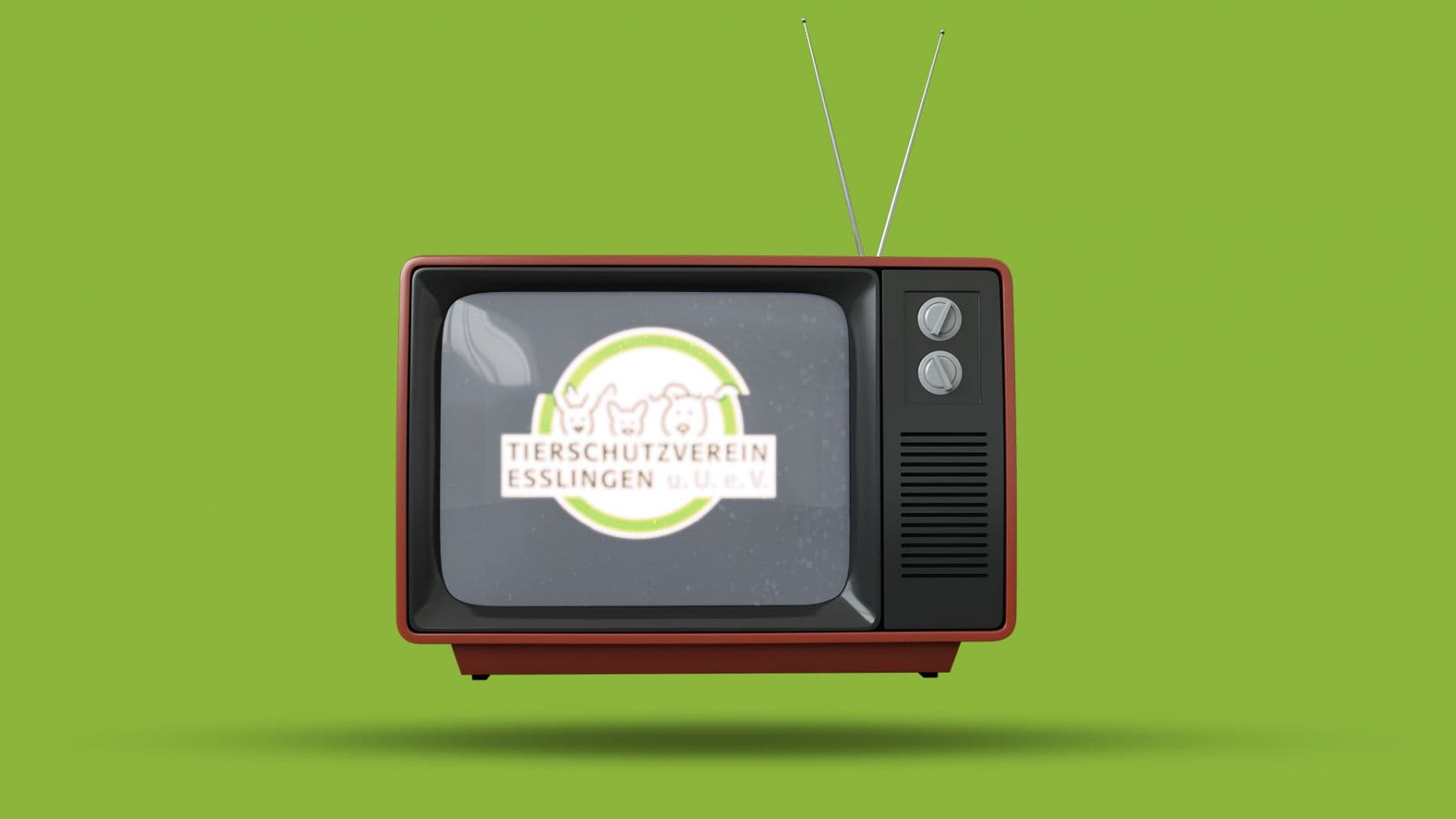 Raisa - Cane Corso Italiano - Bild 23