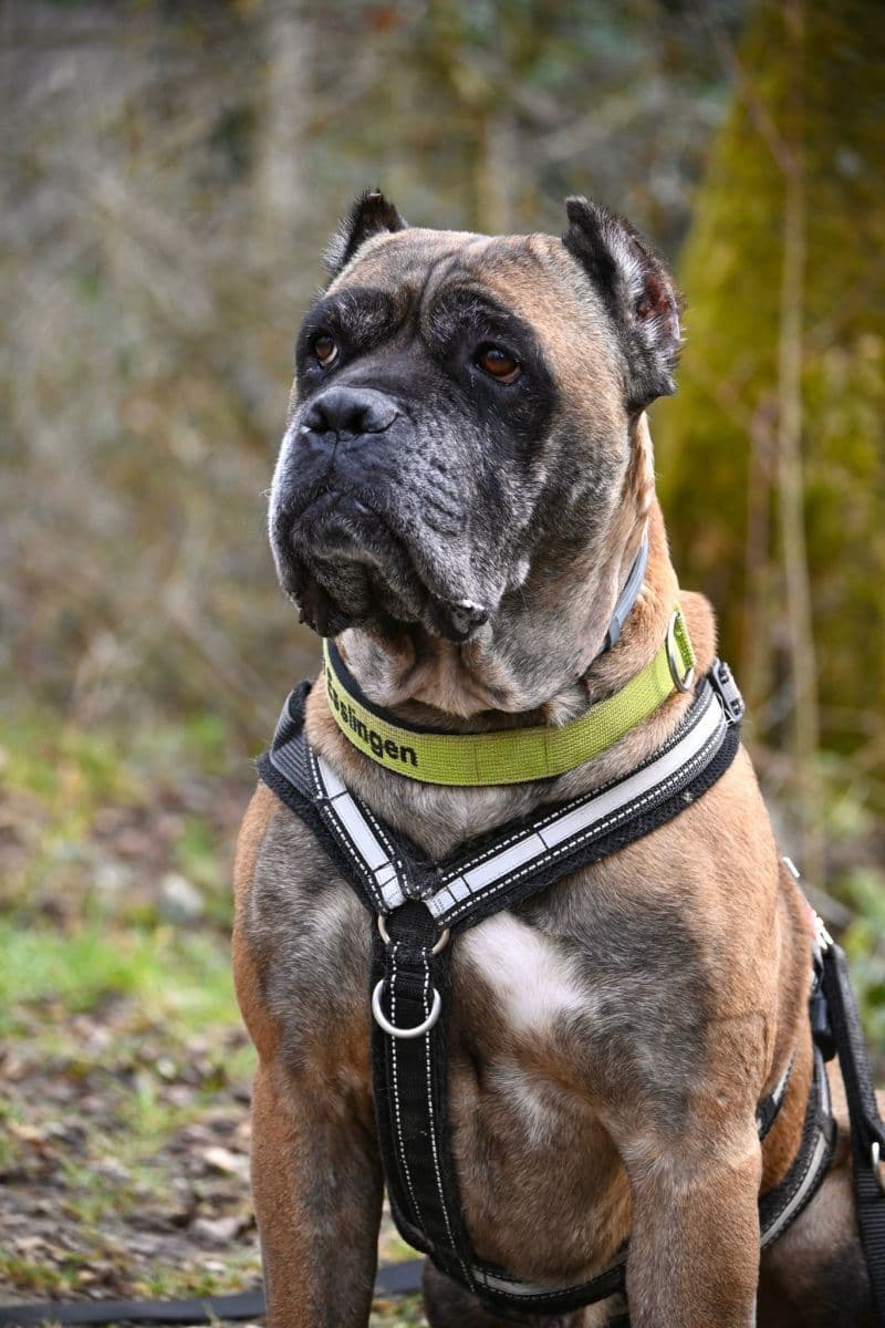 Raisa - Cane Corso Italiano - Bild 11