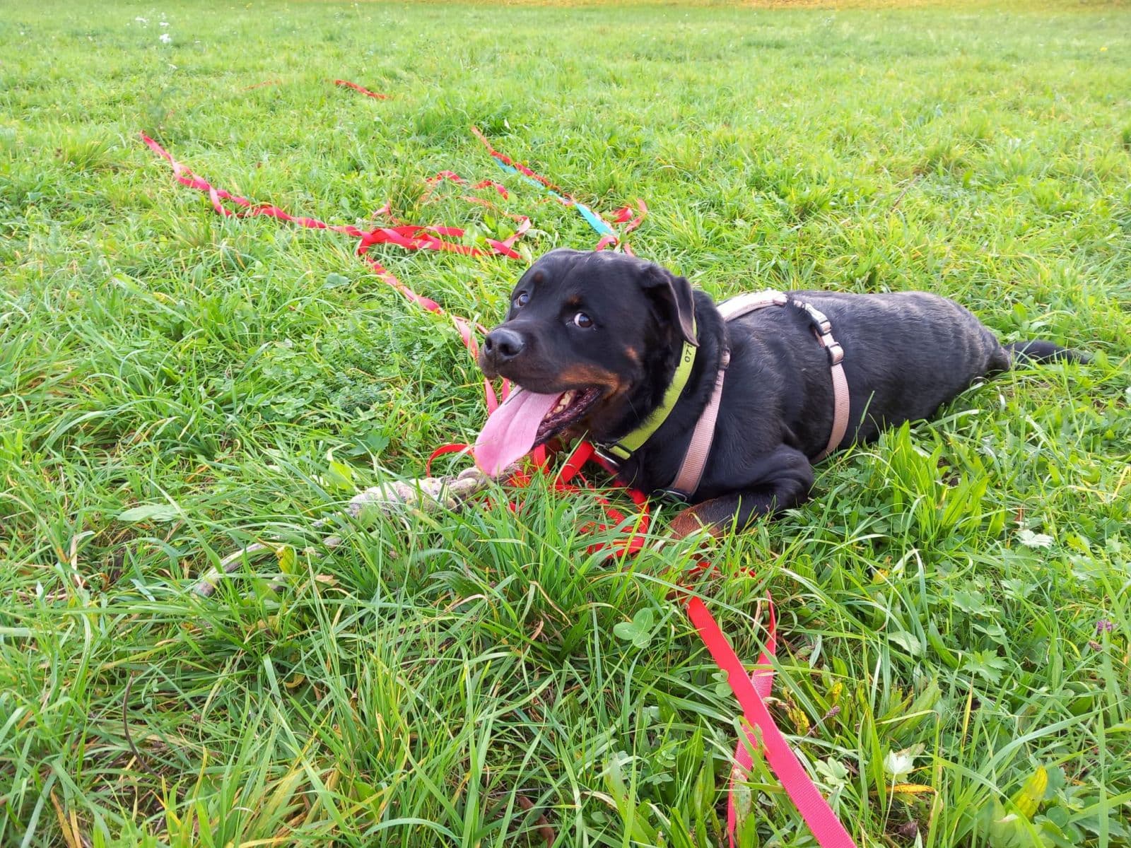 Henry - Rottweiler - Bild 19