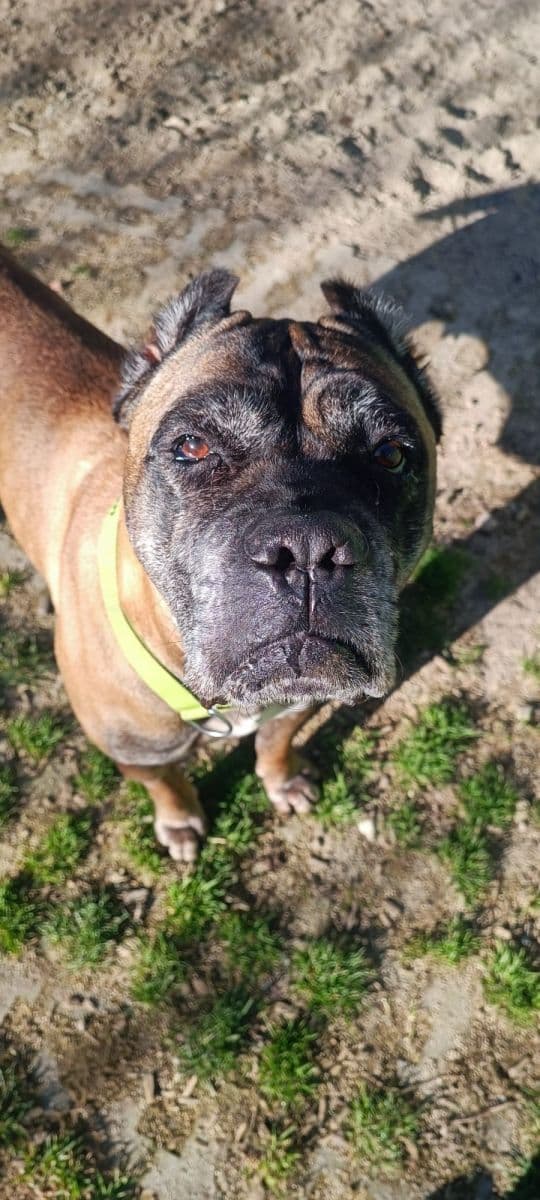 Raisa - Cane Corso Italiano - Bild 21