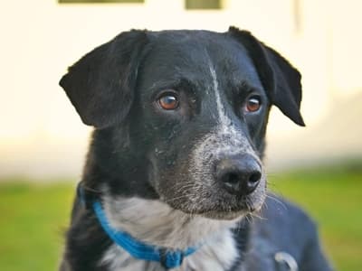 Ernie - Labrador Retriever - Bild 2