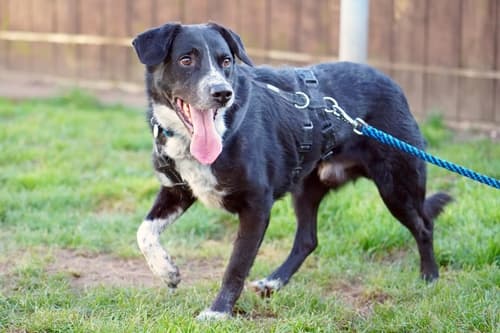 Labrador Retriever-Mix Ernie