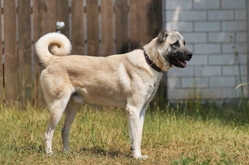 Kangal-Hirtenhund Aslan